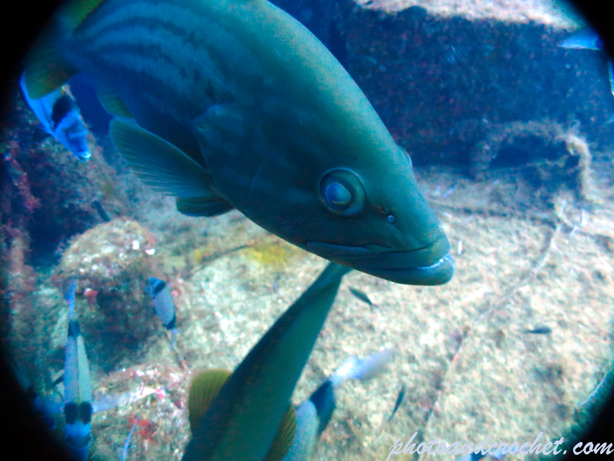 Goldblotch grouper - Epinephelus costae - Image