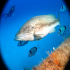 Goldblotch grouper - Epinephelus costae - Bagging for attention