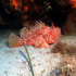 Scorpionfish - Scorpaena scrofa - Staying under the rock