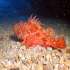 Scorpionfish - Scorpaena scrofa - Just go away