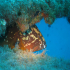 Grouper - Epinephelus guaza - Look who is hiding