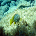 Goldblotch grouper - Epinephelus costae - Being nosy