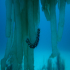 Bearded Fire Worm - Hermodice carunculata - Image
