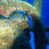 Goldblotch grouper - Epinephelus costae - Image