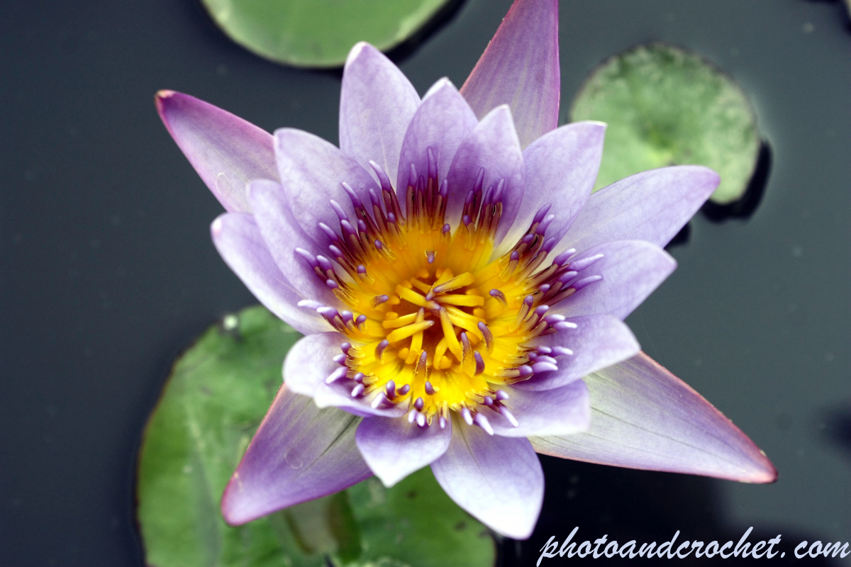 Water lily - Nymphaea capensis - Image