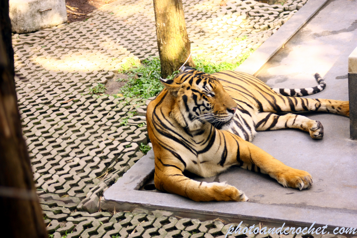 Tiger - Image