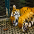 Tiger - Sleeping beauty