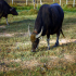 Farm Animal - Thai Water Buffalo - 01