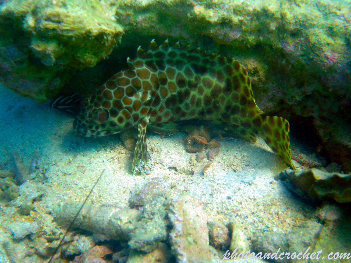 Honeycomb grouper - Epinephelus merra - Image