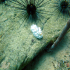 Nudibranch - Phyllidia ocellata - Image