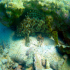 Honeycomb grouper - Epinephelus merra