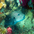Starry pufferfish - Arothron stellatus - Image