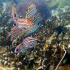 Striped Squirrelfish - Sargocentron xantherythrum - Browsing the corals