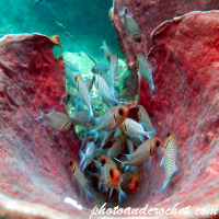 Pinecone soldierfish - Myripristis murdian - Image