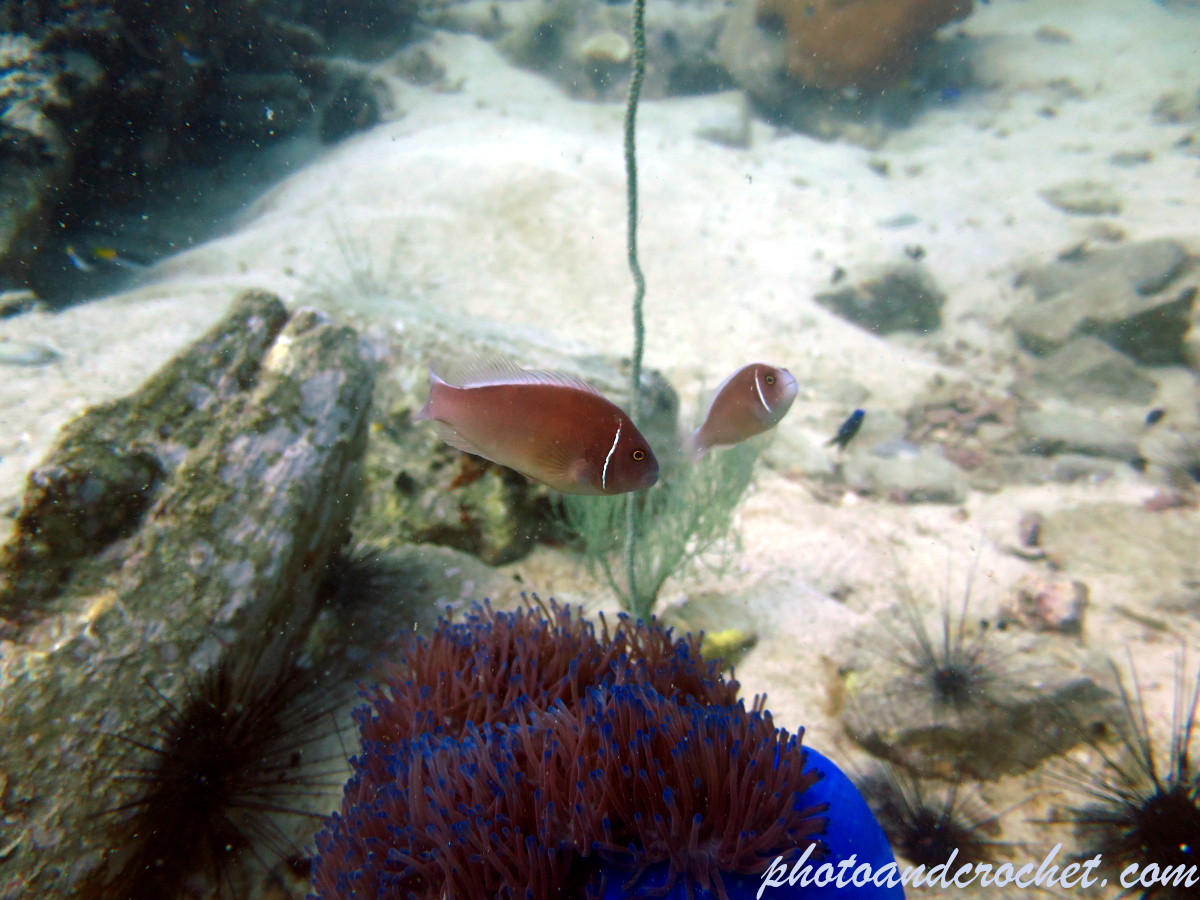 Clownfish - Amphiprion ocellaris - Image
