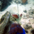 Clownfish - Amphiprion ocellaris - Image
