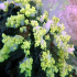 Yellow Soft Coral - Dendronephthya