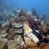 Copperband Butterflyfish - Chelmon rostratus - Lonely