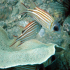 Striped Squirrelfish - Sargocentron xantherythrum - Image