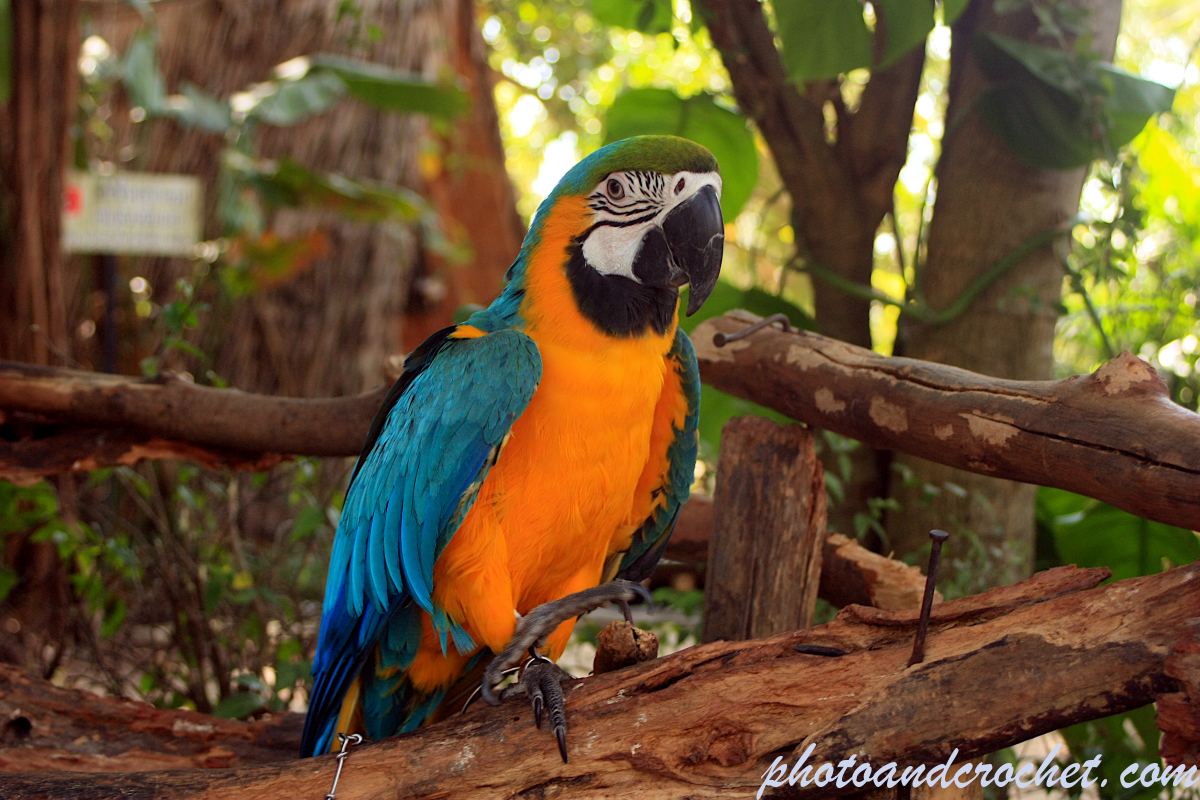 Parrot - Image