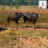 Farm Animal - Thai Water Buffalo - 04