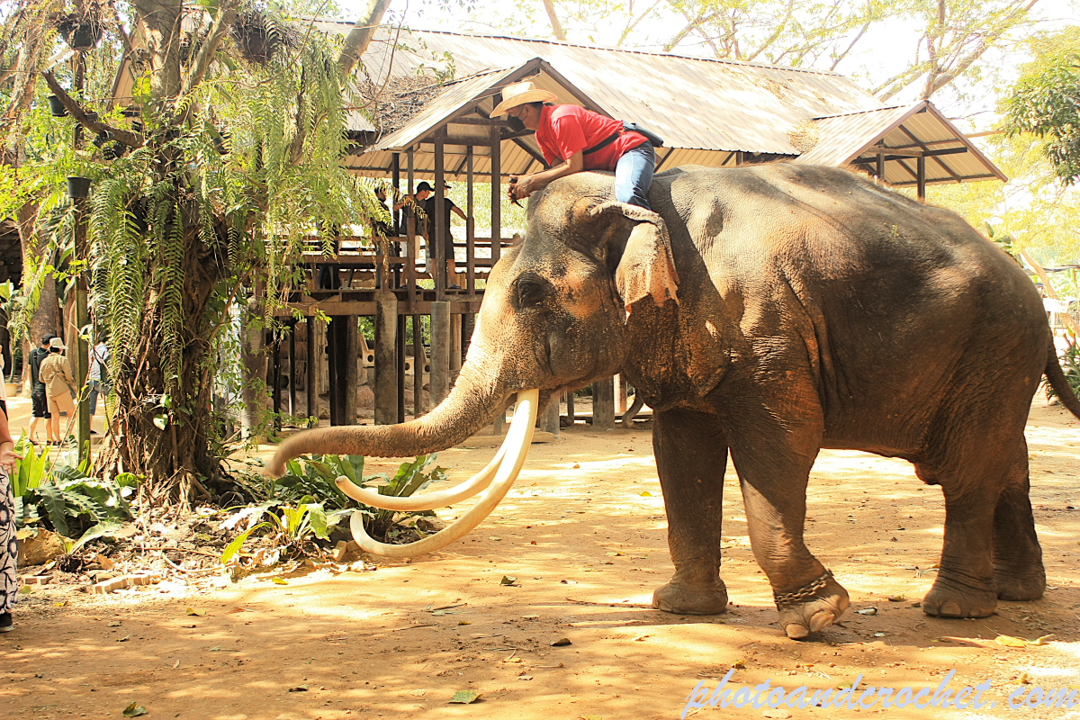 Pattaya - Elephant Village - Image