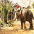 Pattaya - Elephant Village