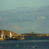 Xemxija - Seagulls in the bay