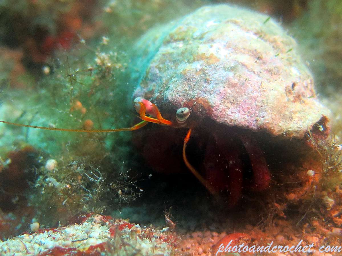 Hermit Crab - Dardanus arrosor - Image