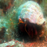 Hermit Crab - Dardanus arrosor - One hidden eye