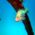 Goldblotch grouper - Epinephelus costae - Staying