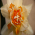 Yellow-Orange flower - image