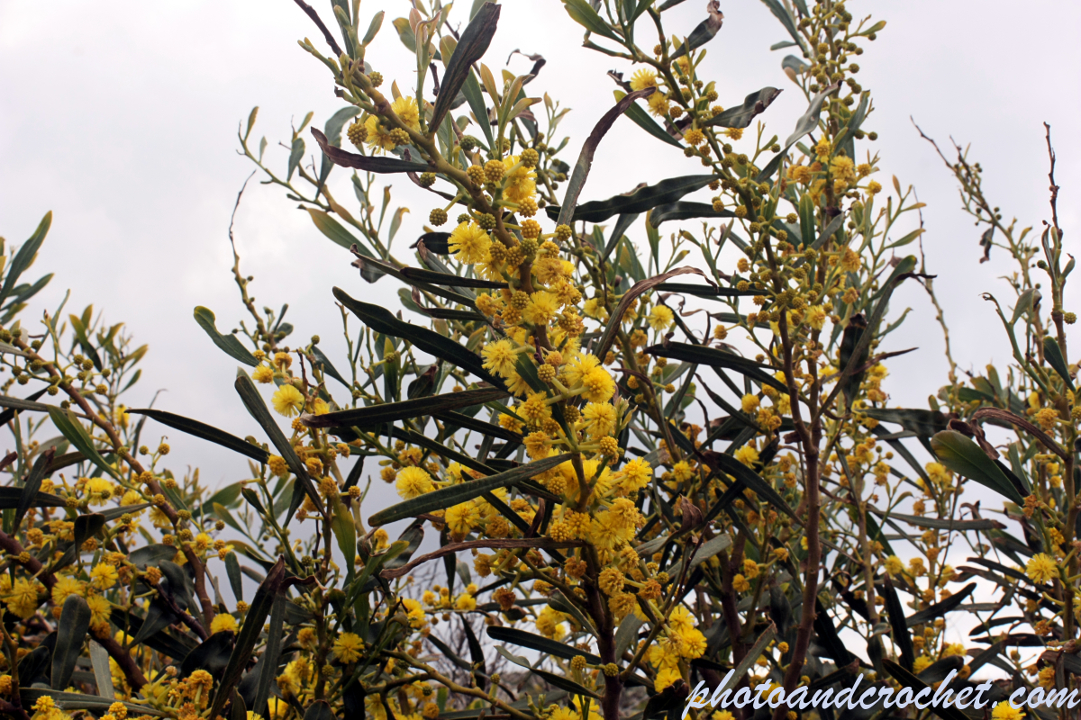 Yellow bluming bush - Image