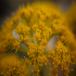Autumn Flower - Close up - Image