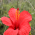 Red Hibiscus - Rose of Sharon