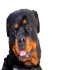 Dog - Portrait of a Rottweiler