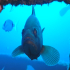 Goldblotch grouper - Epinephelus costae - Mister Grumpy