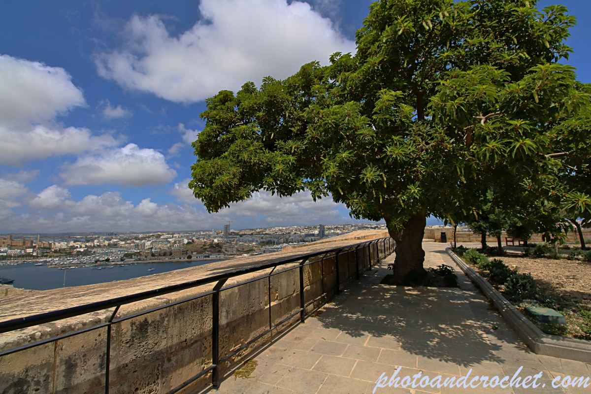 Valletta - The Tree - Image