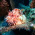 Red Scorpionfish - Scorpaena scrofa - Grampy face