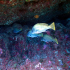 Brown meagre – Sciaena umbra - Along the reef