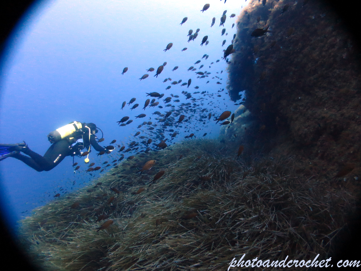 Diver - Exploring the reef - Image