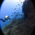 Diver - Exploring the reef - Image