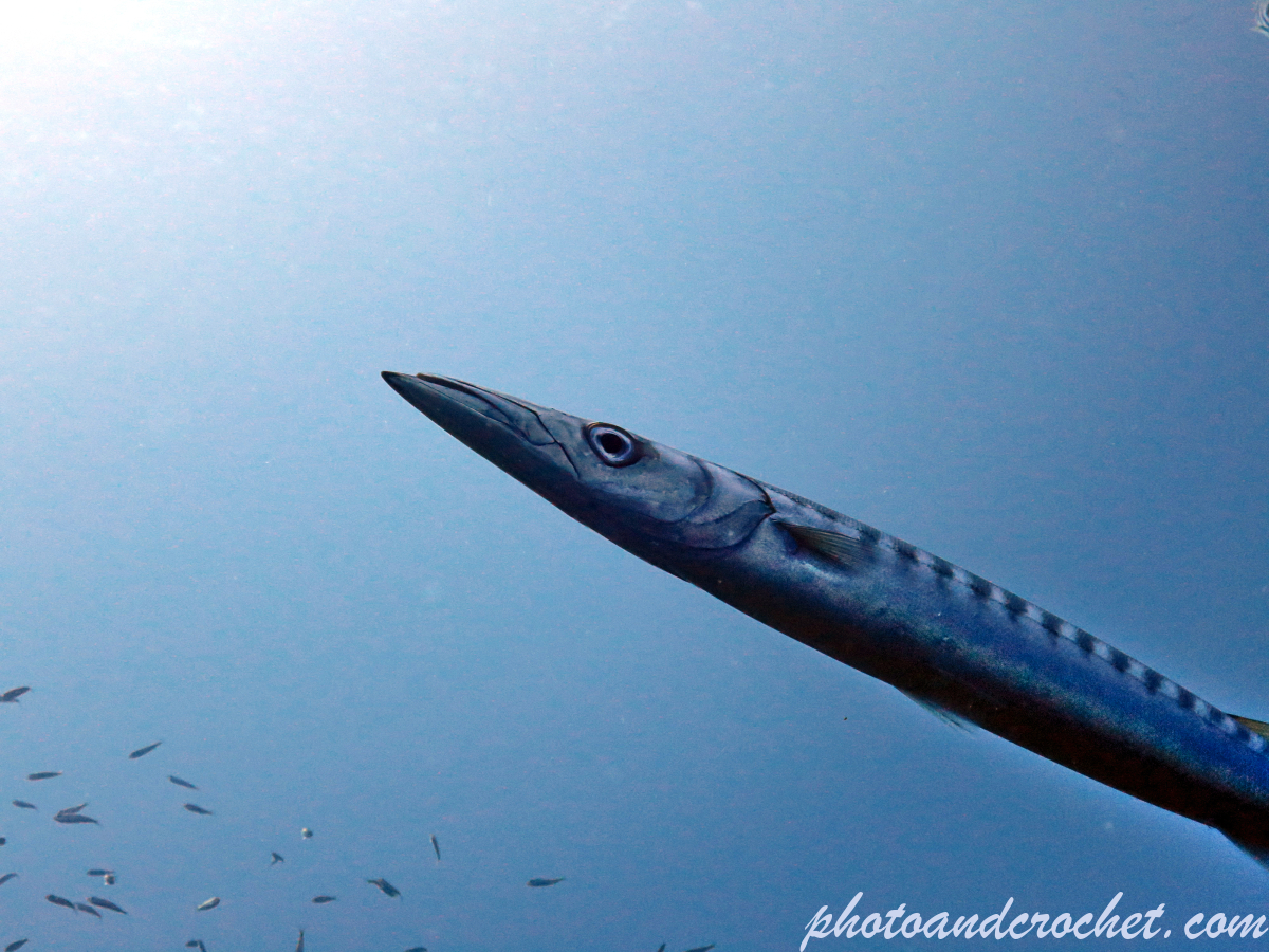 Barracudas - Sphyraena sphyraena - Image