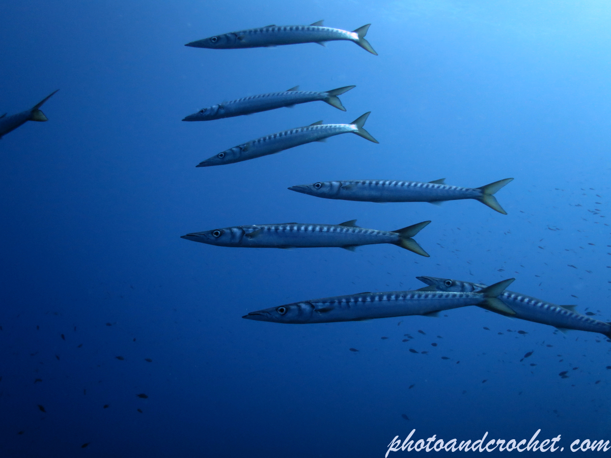 Barracudas - Sphyraena sphyraena - Image
