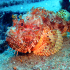 Red Scorpionfish - Scorpaena scrofa - Suspicious