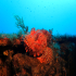 Red Scorpionfish - Scorpaena scrofa - On the Rail