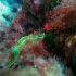 Nudibranch - Hypselodoris valenciennesi - Image