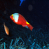 Parrotfish - Sparisoma cretense - Into the dark