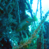 Goldblotch grouper - Epinephelus costae - At the mast