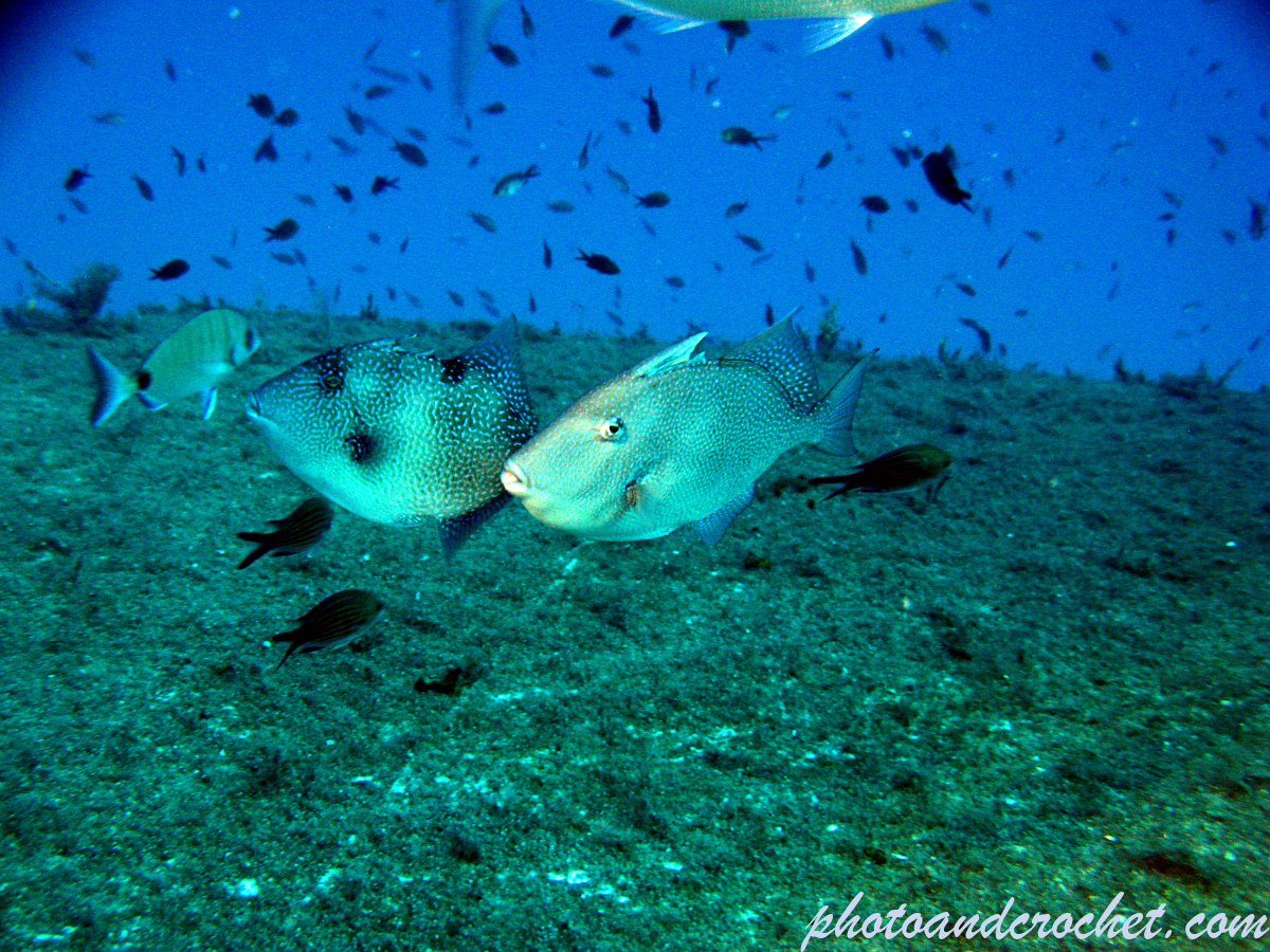 Triggerfish - Balistes carolinensis - Image
